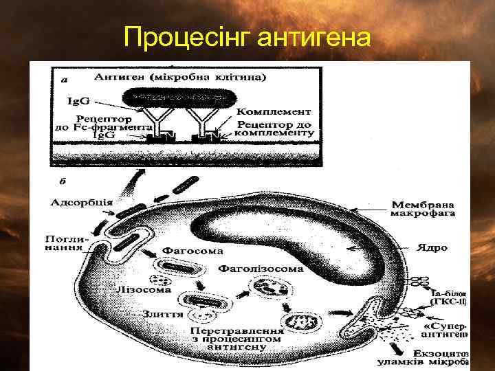 Процесінг антигена 