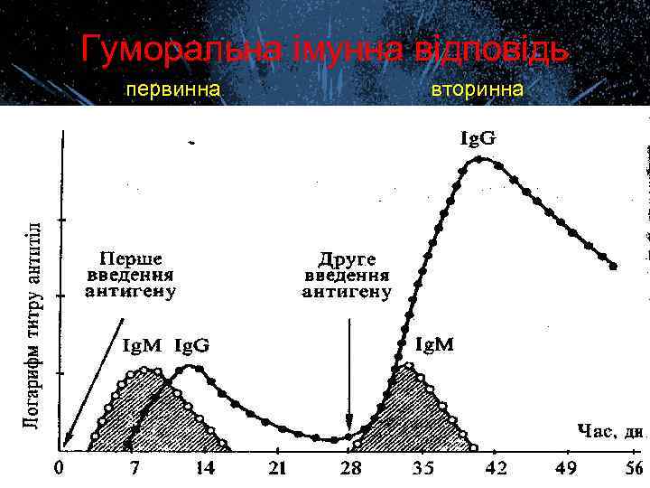 Гуморальна імунна відповідь первинна вторинна 