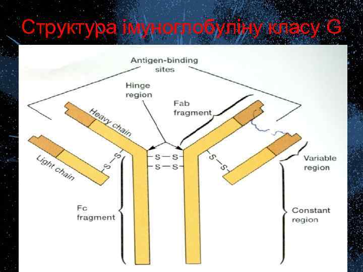 Структура імуноглобуліну класу G 
