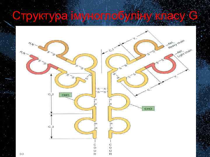 Структура імуноглобуліну класу G 