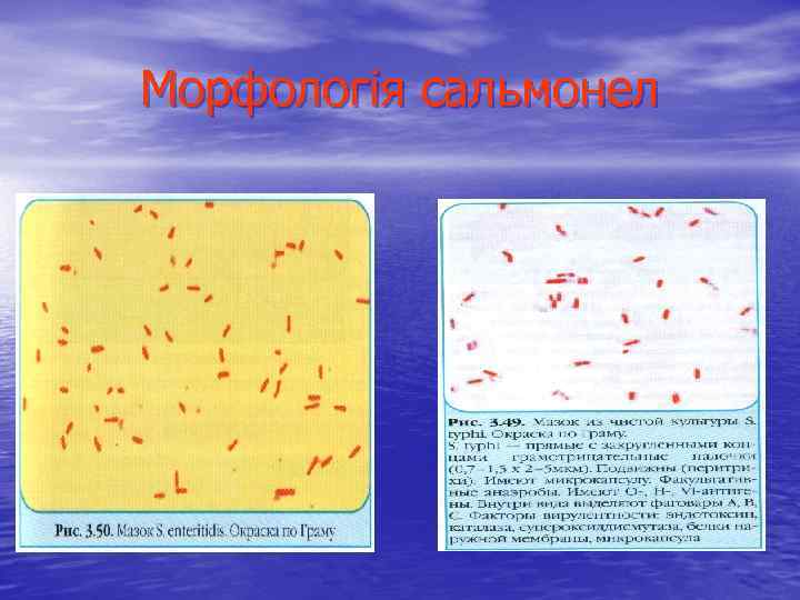Морфологія сальмонел 