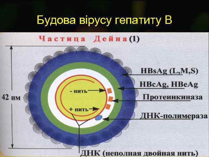 Будова вірусу гепатиту B 