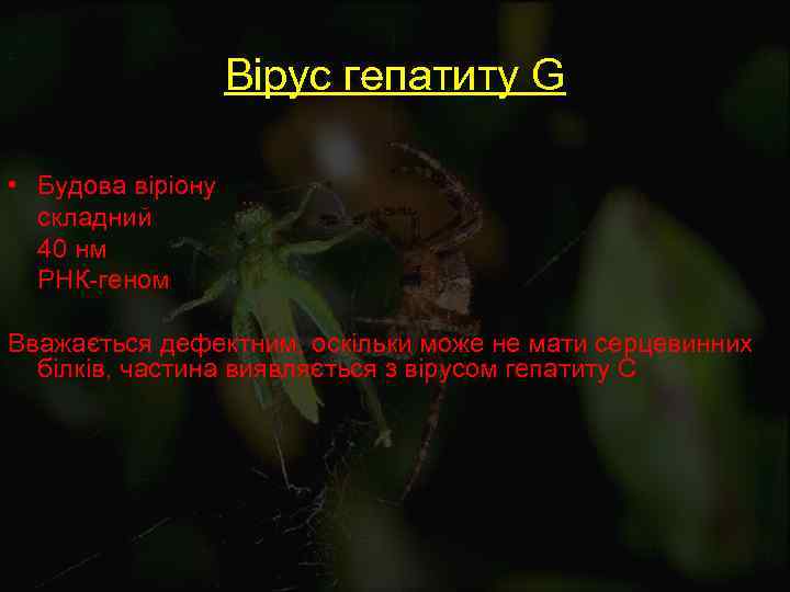 Вірус гепатиту G • Будова віріону складний 40 нм РНК-геном Вважається дефектним, оскільки може