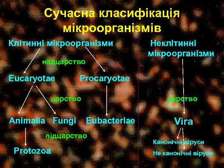 Сучасна класифікація мікроорганізмів Клітинні мікроорганізми надцарство Eucaryotae Procaryotae царство Animalia Fungi царство Eubacteriae підцарство