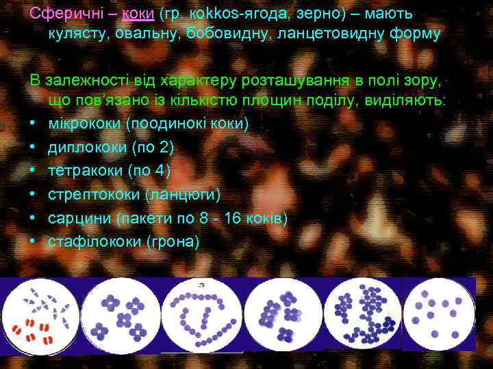 Сферичні – коки (гр. кokkos-ягода, зерно) – мають кулясту, овальну, бобовидну, ланцетовидну форму В