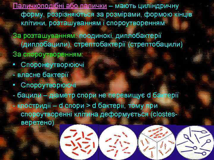 Паличкоподібні або палички – мають циліндричну форму, розрізняються за розмірами, формою кінців клітини, розташуванням