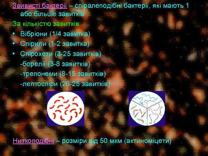 Звивисті бактерії – спіралеподібні бактерії, які мають 1 або більше завитків За кількістю завитків: