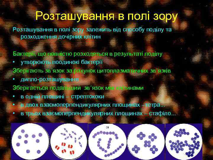Розташування в полі зору залежить від способу поділу та розходження дочірних клітин Бактерії, що
