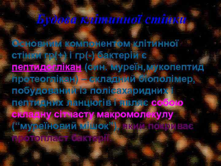 Будова клітинної стінки Основним компонентом клітинної стінки гр(+) і гр(-) бактерій є пептидоглікан (син.