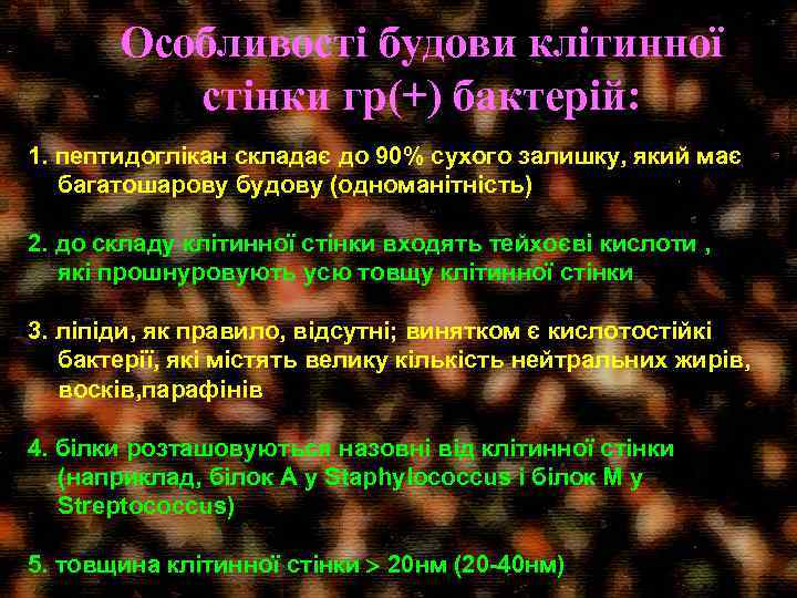 Особливості будови клітинної стінки гр(+) бактерій: 1. пептидоглікан складає до 90% сухого залишку, який