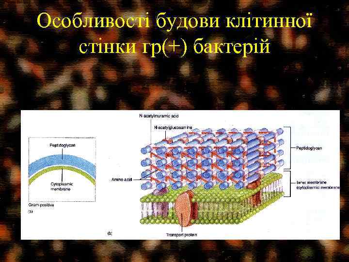 Особливості будови клітинної стінки гр(+) бактерій 