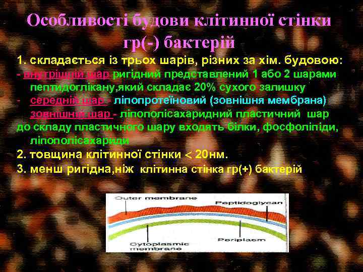 Особливості будови клітинної стінки гр(-) бактерій 1. складається із трьох шарів, різних за хім.