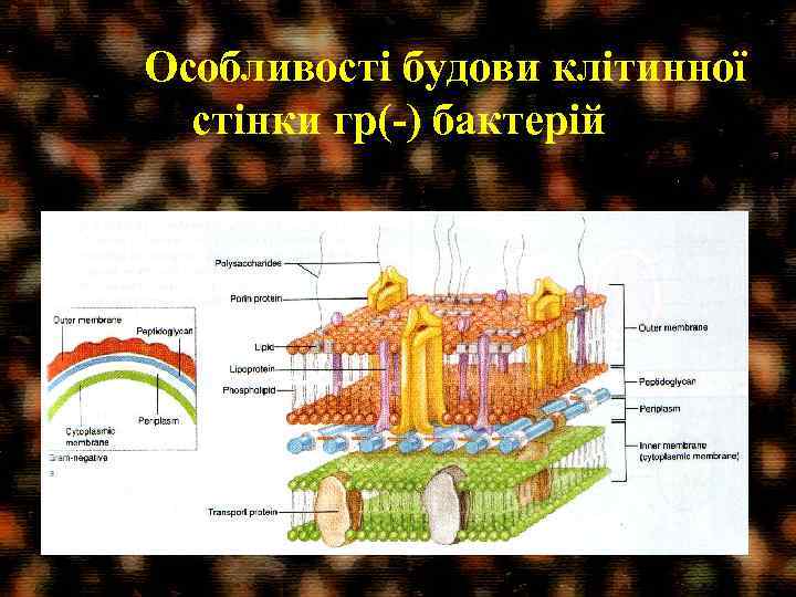 Особливості будови клітинної стінки гр(-) бактерій 