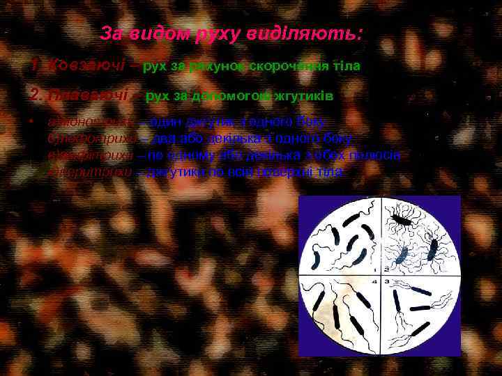 За видом руху виділяють: 1. Ковзаючі – рух за рахунок скорочення тіла 2. Плаваючі