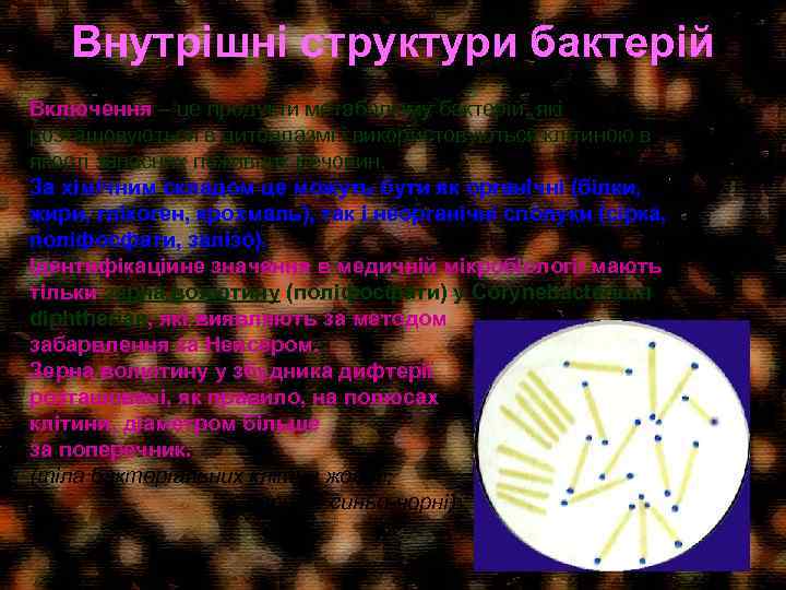 Внутрішні структури бактерій Включення – це продукти метаболізму бактерій, які розташовуються в цитоплазмі і