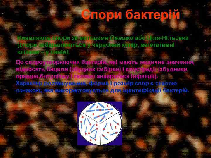 Спори бактерій Виявляють спори за методами Ожешко або Ціля-Нільсена (спори забарвлюються у червоний колір,