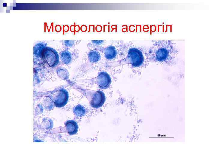 Морфологія аспергіл 