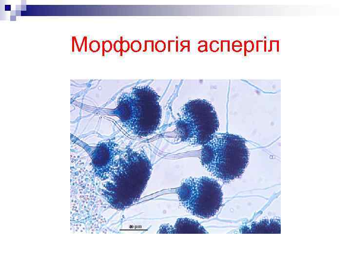 Морфологія аспергіл 