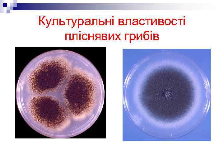 Культуральні властивості пліснявих грибів 