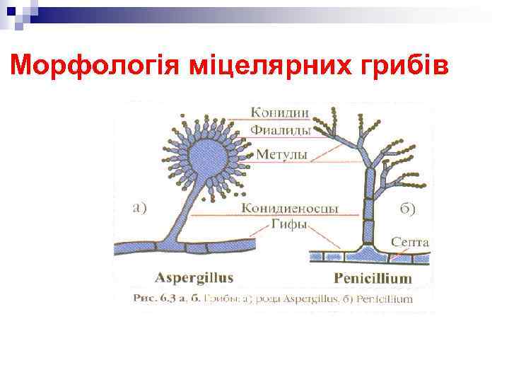 Морфологія міцелярних грибів 