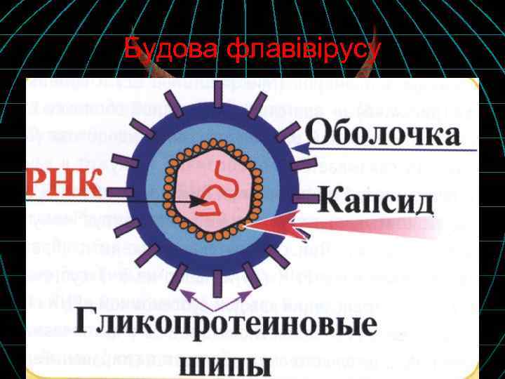 Будова флавівірусу 