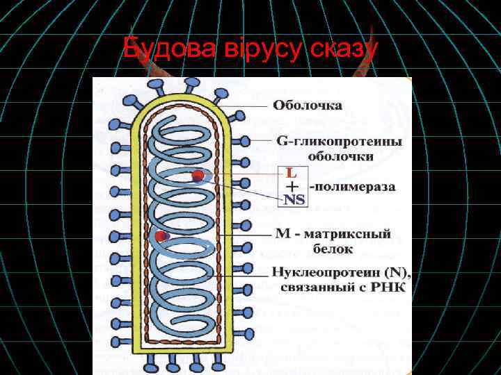 Будова вірусу сказу 