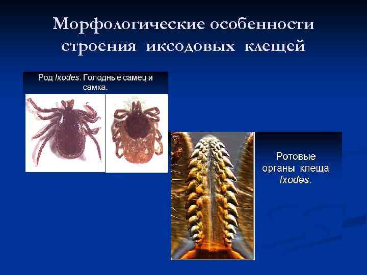 Морфологические особенности строения иксодовых клещей 