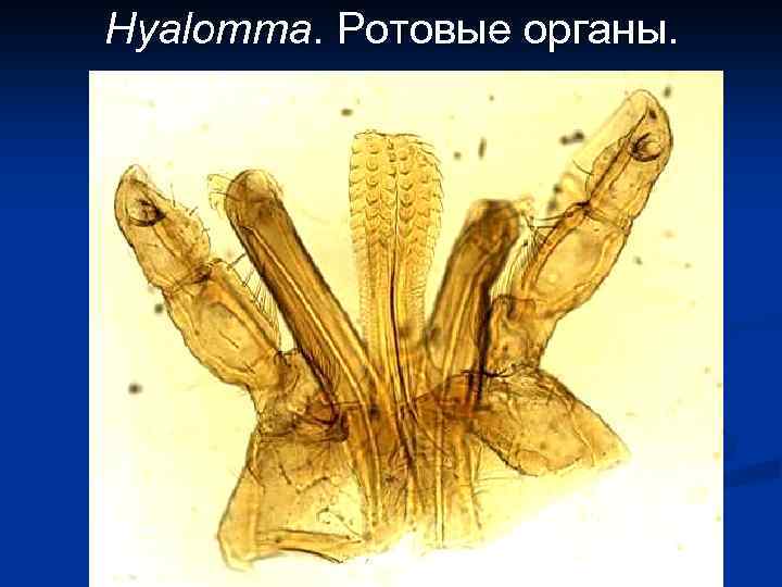 Hyalomma. Ротовые органы. 