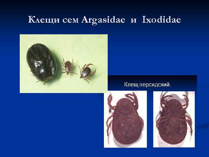 Клещи сем Argasidae и Ixodidae 