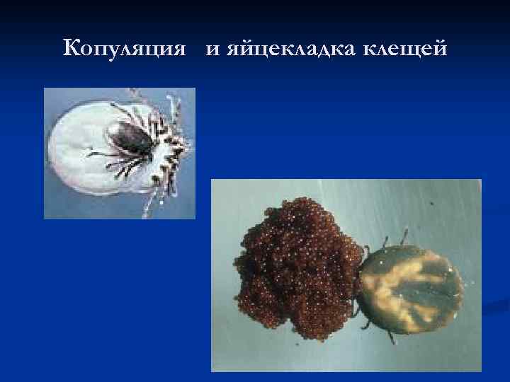 Копуляция и яйцекладка клещей 