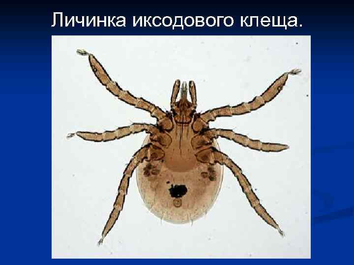 Личинка иксодового клеща. 