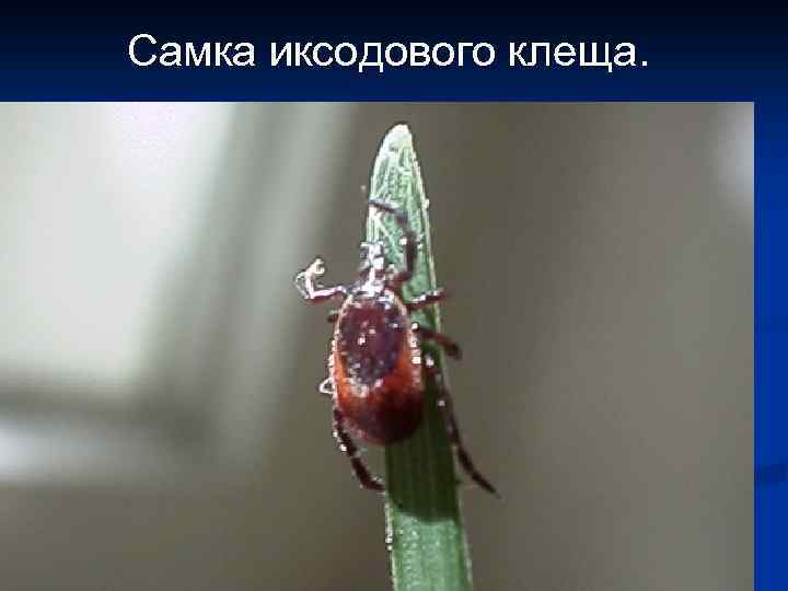 Самка иксодового клеща. 