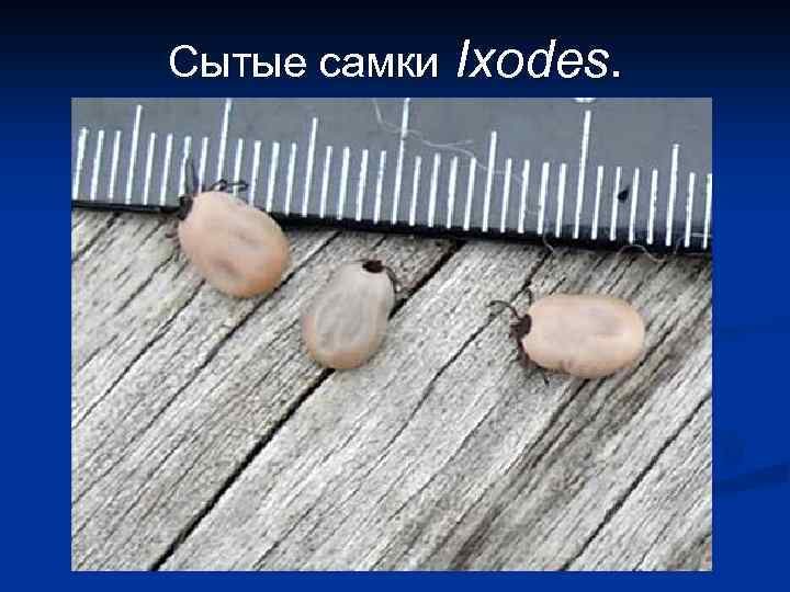 Сытые самки Ixodes. 