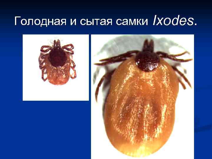 Голодная и сытая самки Ixodes. 