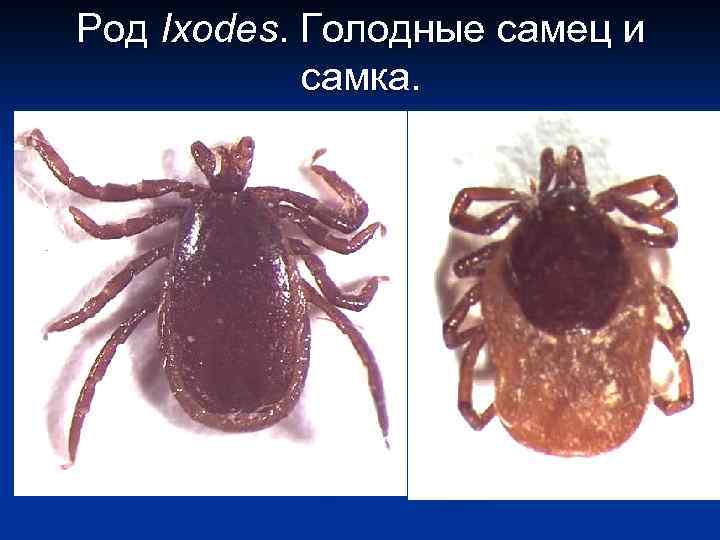 Род Ixodes. Голодные самец и самка. 