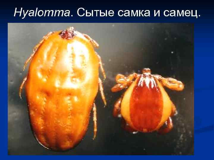 Hyalomma. Сытые самка и самец. 