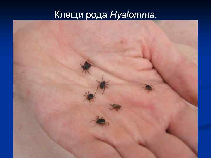 Клещи рода Hyalomma. 