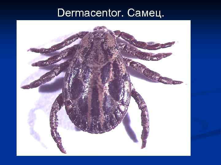 Dermacentor. Самец. 