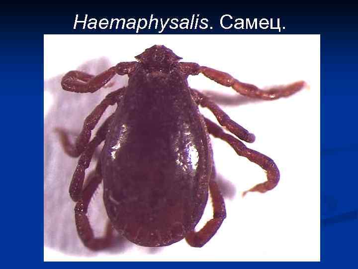 Haemaphysalis. Самец. 
