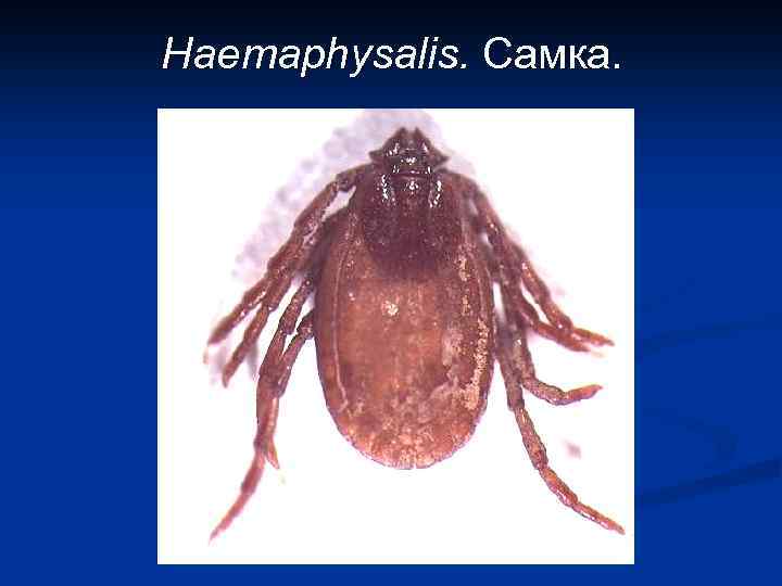 Haemaphysalis. Самка. 