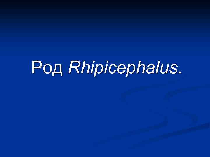 Род Rhipicephalus. 