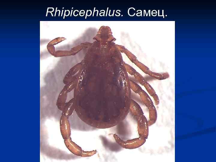 Rhipicephalus. Самец. 