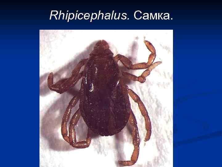 Rhipicephalus. Самка. 