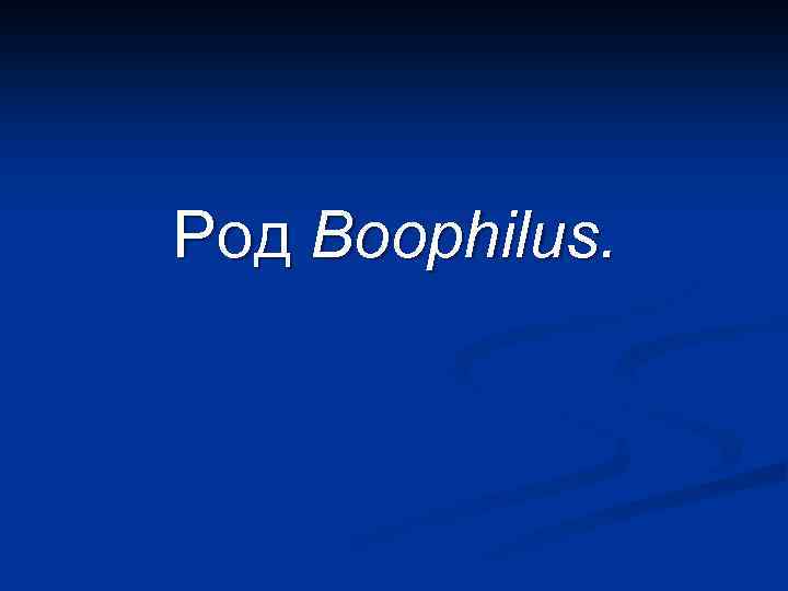 Род Boophilus. 