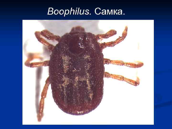 Boophilus. Самка. 