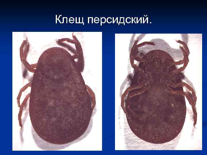 Клещ персидский. 