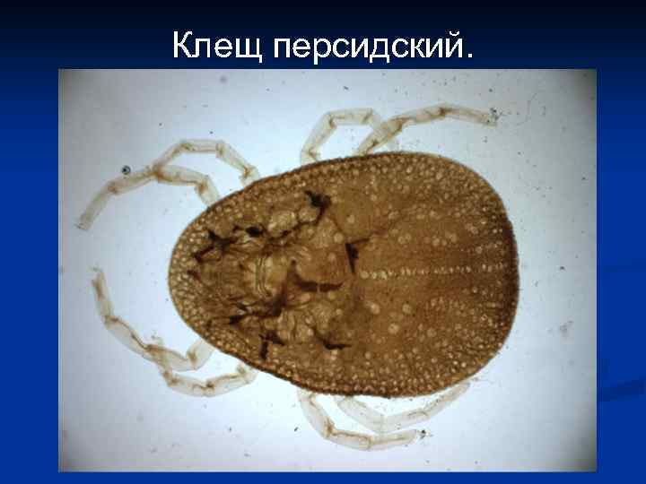 Клещ персидский. 