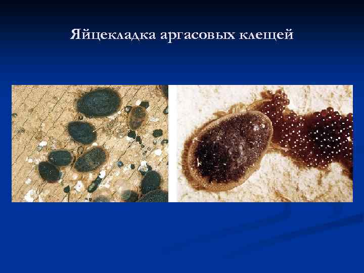 Яйцекладка аргасовых клещей 