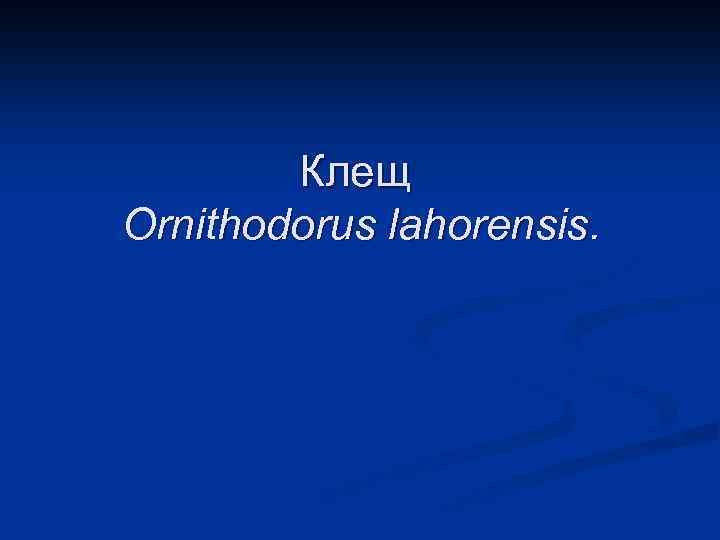 Клещ Ornithodorus lahorensis. 