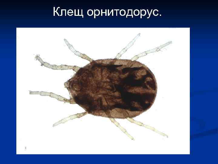Клещ орнитодорус. 